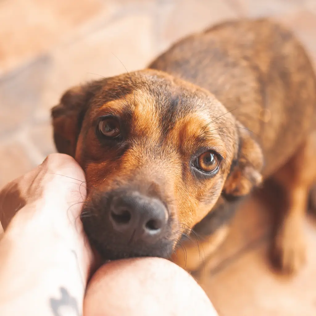 A person petting an innocent looking pet dog.