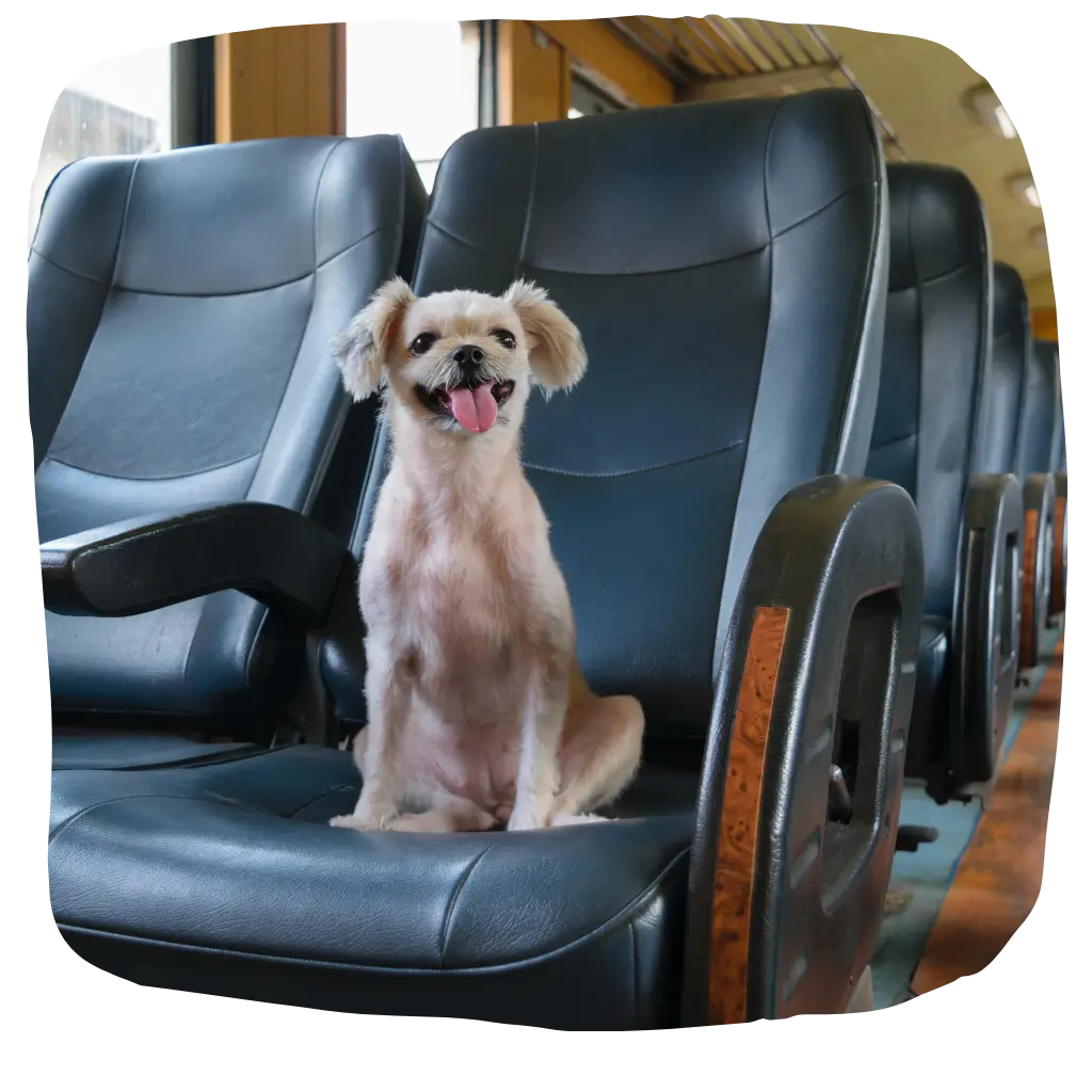 A emotional support animal on train after registering with ESA Registry UK