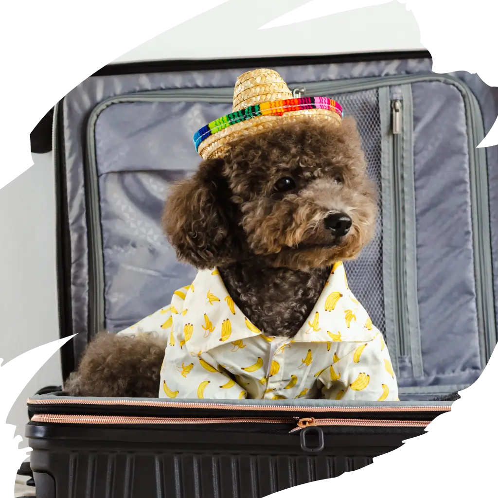 A r Emotional Support Animal after registering with ESA Registry UK going on holiday
