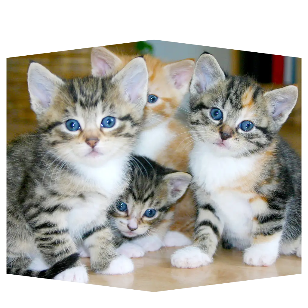 e=emotional support cats after being registered with ESA Registry UK