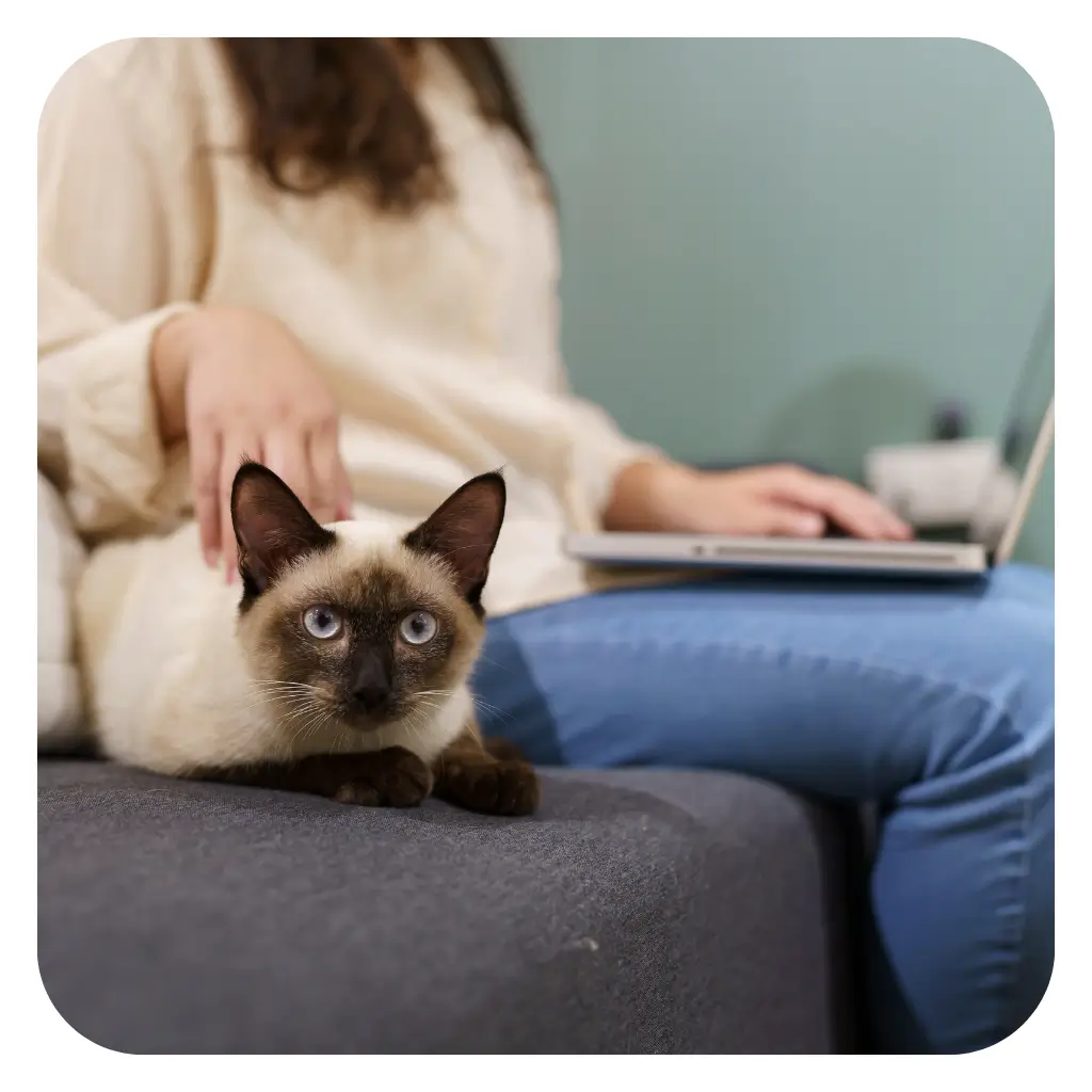 Womea with emotional support cat at work after registering with ESA Registry UK