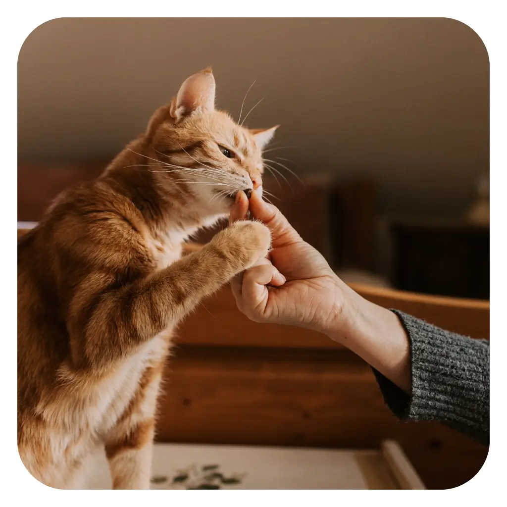 A man petting his emotional support cat in the UK.