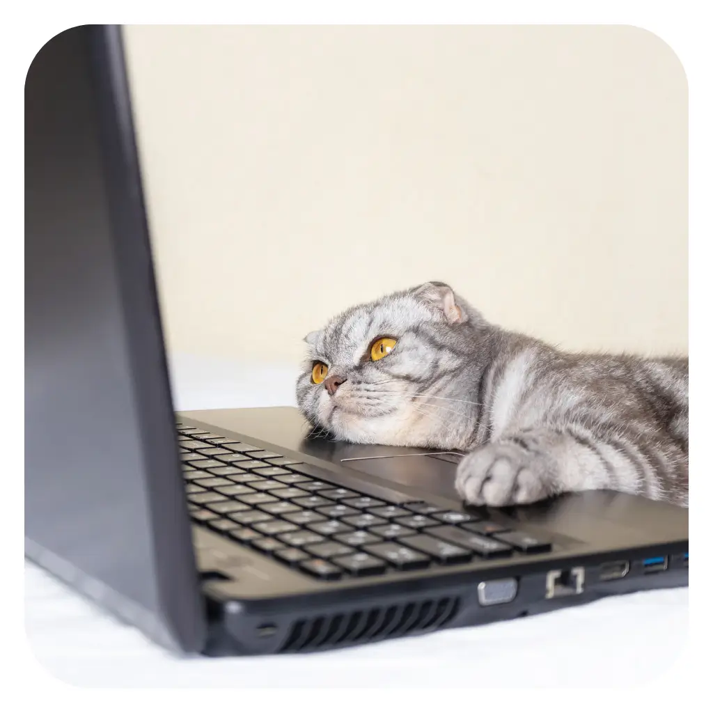 A cute cat looking at ESA training course