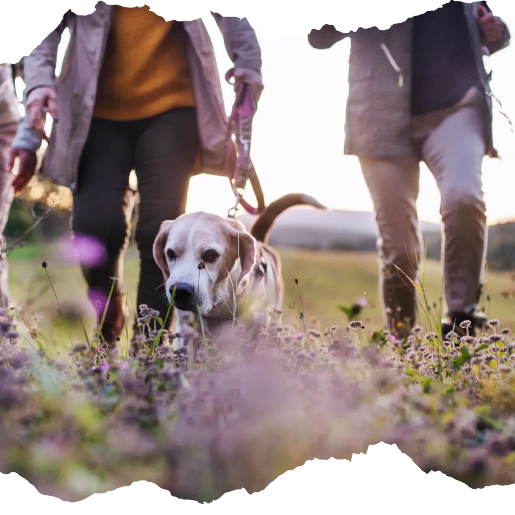 An emotional support dog running outside with their owners.