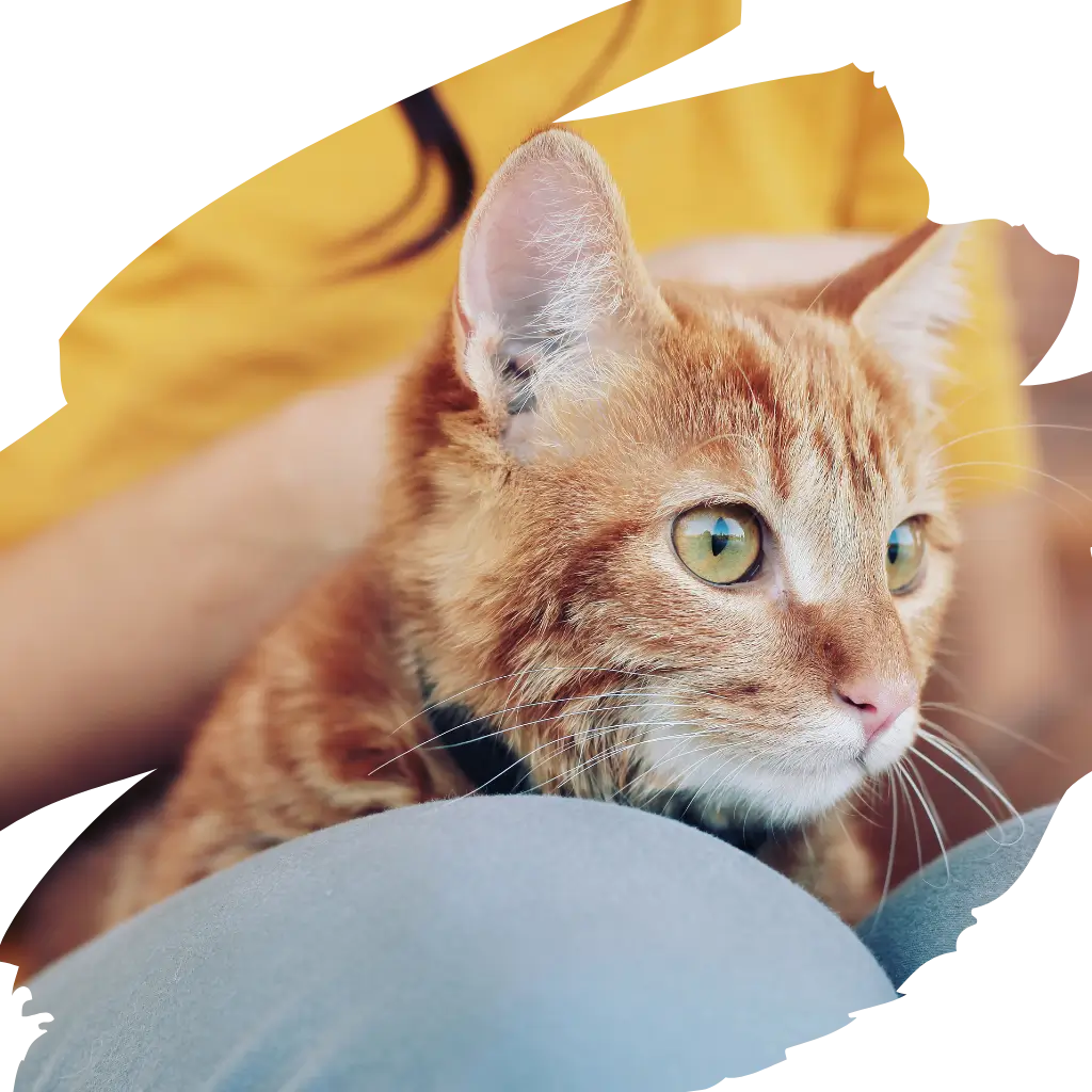 An emotional support animal looking innocently into the distance in the UK.