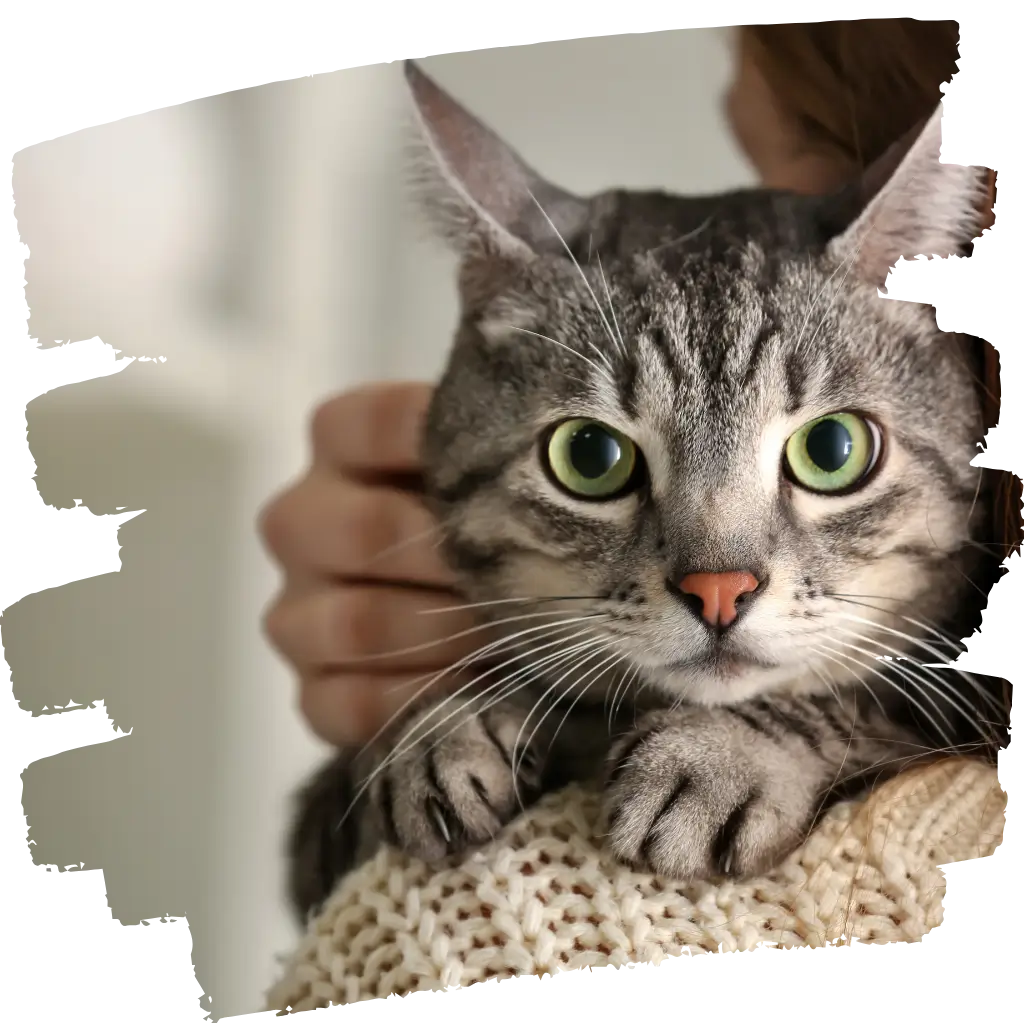A person with their emotional support animal on public transport after showing ID card after ESA has been registered with ESA Registry UK